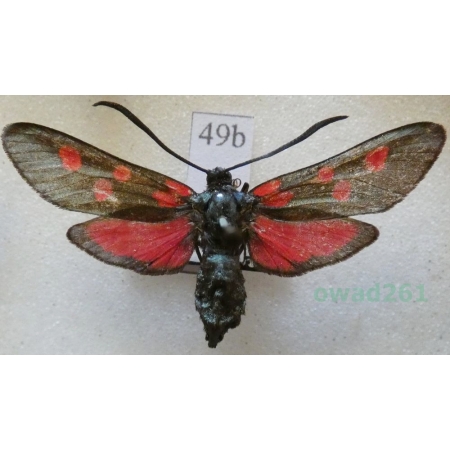 Zygaena lonicerae (Scheven, 1777) Czech49b